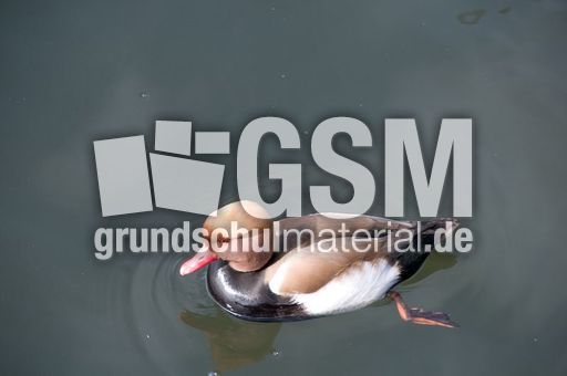 Kolbenente (4 von 5).jpg